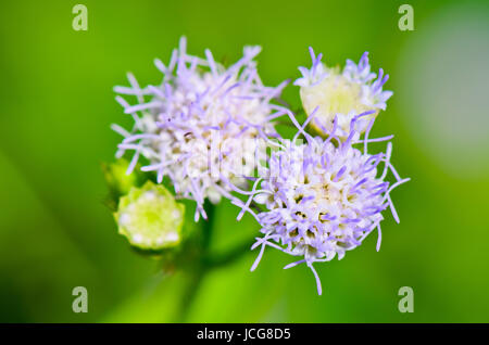 Piccoli fiori blu di caprone Weed ( Ageratum conyzoides ) in Thailandia Foto Stock