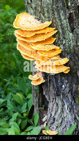 Pollo-di-il-Woods (Laetiporus sulfurei) Foto Stock