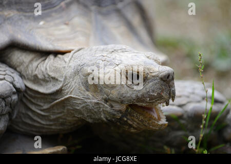 African spronato tartaruga (Geochelone sulcata) la testa con la bocca aperta. Foto Stock