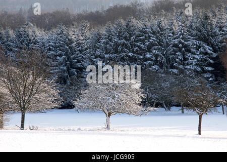 Verschneite Bäume bei Engenhahn im Taunus, Assia, Deutschland Foto Stock