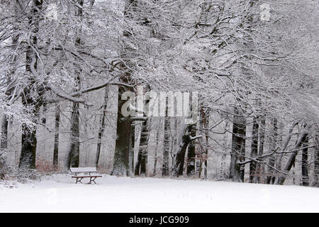 Verschneite Park im Winterwald bei Engenhahn im Taunus, Assia, Deutschland Foto Stock