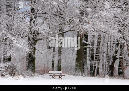 Verschneite Park im Winterwald bei Engenhahn im Taunus, Assia, Deutschland Foto Stock