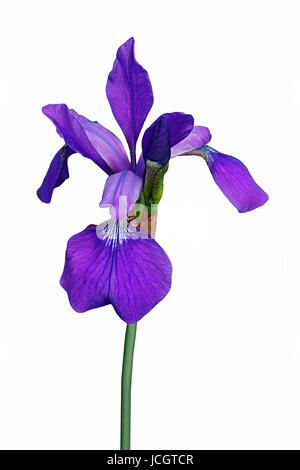 Siberian iris (Iris sibirica). Immagine del fiore isolato su sfondo bianco Foto Stock