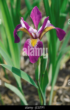 John Wood Bandiera Blu (iris Iris versicolor John Wood). Chiamato fiore di pugnale, acqua iride e fegato anche giglio Foto Stock