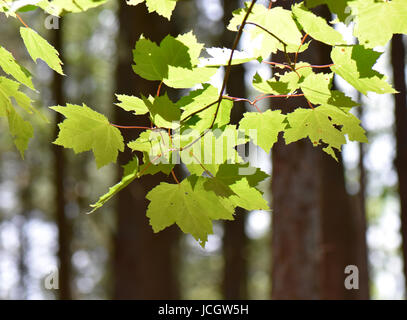 Sunshine dapples foglie verdi. Foto Stock