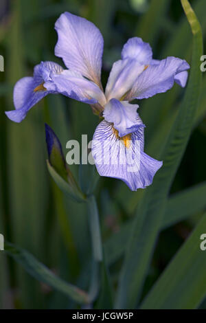 Iris virginica (Iris virginica) Foto Stock