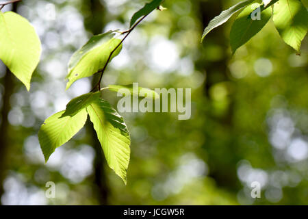 Sunshine dapples foglie verdi. Foto Stock