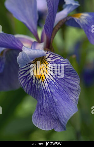 Iris virginica (Iris virginica) Foto Stock