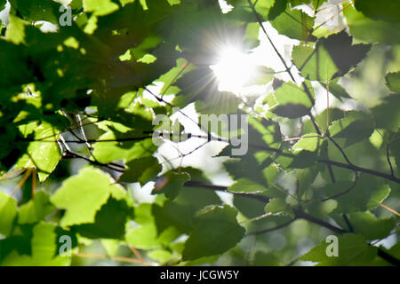 Sunshine dapples foglie verdi. Foto Stock