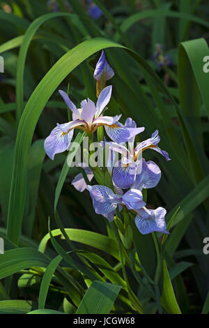 Iris virginica (Iris virginica) Foto Stock