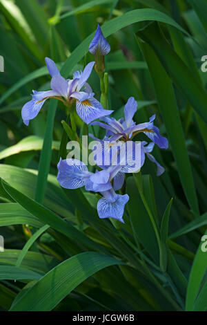 Iris virginica (Iris virginica) Foto Stock