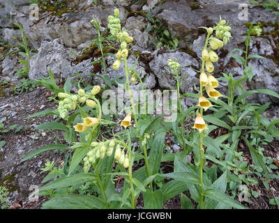 Grande giallo foxglove, (Digitalis grandiflora) Foto Stock