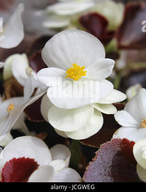 Freschi di fiori bianchi di estate impianto letti Begonia semperflorens, noto anche come cera di begonia. Foto Stock