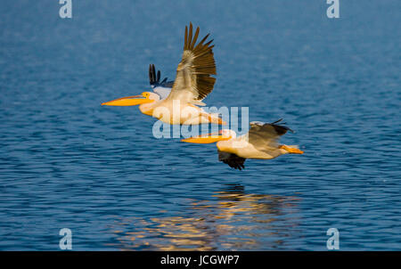 Un paio di pellicani che volano sull'acqua. Lago Nakuru. Kenya. Africa. Foto Stock