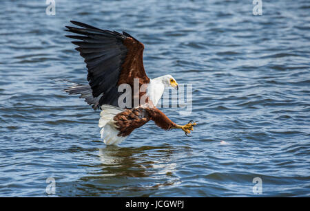 Momento dell'African fish Eagle's attacco contro il pesce in acqua. Africa orientale. Uganda. Grande illustrazione. Foto Stock