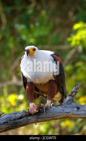 African fish eagle siede su un ramo di un pesce in i suoi artigli. Africa orientale. Uganda. Grande illustrazione. Foto Stock