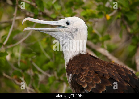 Baby magnifico Frigatebird (Fregata magnificens) seduto su un albero in North Seymour Island, Galapagos National Park, Ecuador Foto Stock