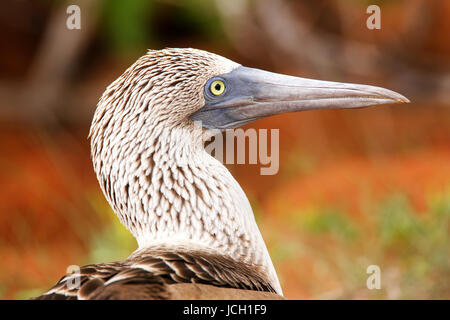 Ritratto di Blue-footed Booby (Sula nebouxii) su North Seymour Island, Galapagos National Park, Ecuador Foto Stock