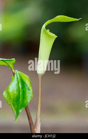 Una vista del profilo di un Jack-in-the-Pulpit (Arisaema triphyllum). Foto Stock