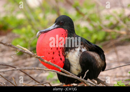 Magnifico maschio Frigatebird (Fregata magnificens) con gonfiato golare sac su North Seymour Island, Galapagos National Park, Ecuador Foto Stock