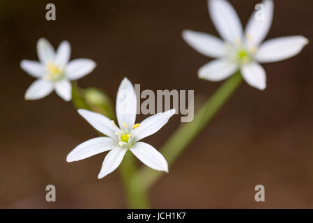 Tre stelle bianche di fiori di Betlemme. Foto Stock