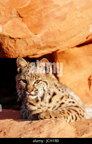 Bobcat (Lynx rufus) giacente su rocce rosse Foto Stock