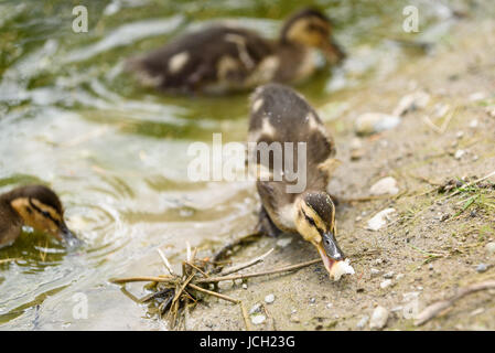Baby Mallard duck mangiare pane sul bordo di un laghetto Foto Stock