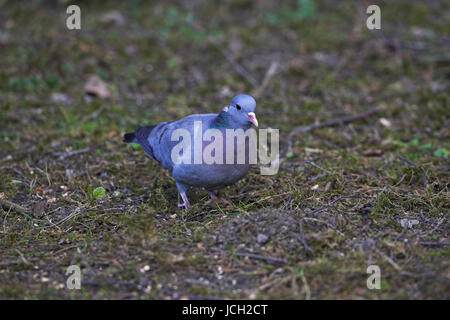 Magazzino colomba Columba oenas Blashford vicino a Ringwood Hampshire Inghilterra Foto Stock