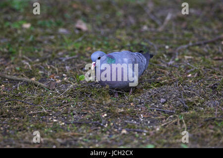 Magazzino colomba Columba oenas Blashford vicino a Ringwood Hampshire Inghilterra Foto Stock