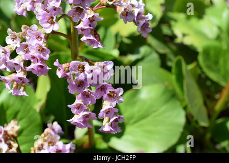 Fiori di Bergenia crassifolia, noto anche come il coreano elefante-ear, badan siberiano o tè mongolo, pelle o heartleaf bergenia e orecchie di elefante Foto Stock