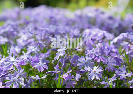 Phlox subulata, noto anche come spunto, moss o mountain phlox. Foto Stock