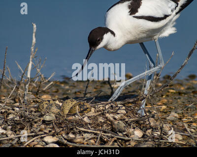 Recurvirostra avosetta un adulto si avvicinano il suo nido. Il nido contiene quattro uova. Ile d'Oleron, Francia Foto Stock