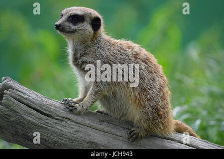 Meerkat Foto Stock