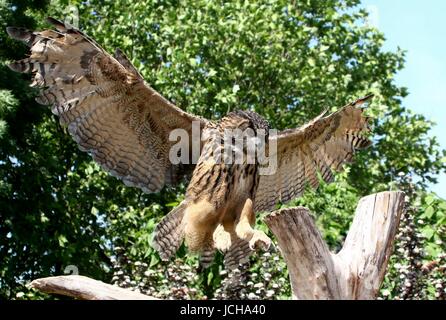 Gufo reale (Bubo bubo) in volo in arrivo per l'atterraggio. Foto Stock
