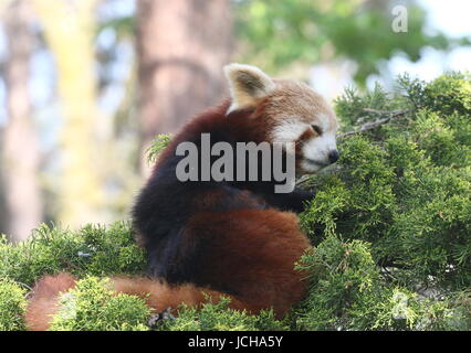 Assonnato Asian panda rosso (Ailurus fulgens) in una struttura ad albero, pronto a schiacciare un pisolino. Foto Stock