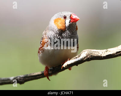 Australian Zebra Finch (Taeniopygia guttata). Foto Stock