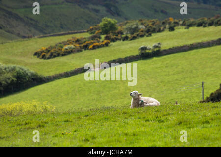 Il nuovo nato di agnello e madre rilassante al sole nel paddock verde campo, North Devon, Regno Unito Foto Stock