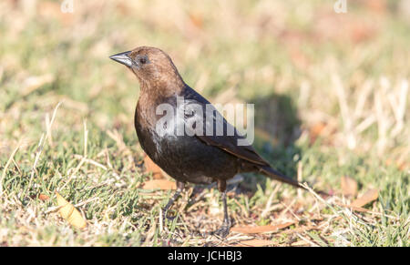 Marrone-guidato Cowbird - Molothrus ater, maschio adulto. Foto Stock