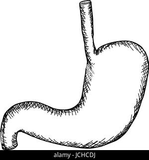 Profilo di stomaco umano su sfondo bianco Foto Stock