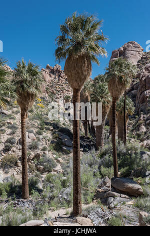 Alte Palme in oasi a Joshua Tree Foto Stock