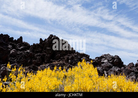 Brittlebush (Encella farinosa) cresce su scuro di lava vulcanica rock formazione - Deserto Mojave, California USA Foto Stock