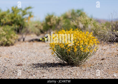 Deserto di fioritura e senna bush (Senna armata) sul pavimento del deserto - Deserto Mojave, California USA Foto Stock