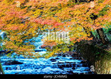 Kyoto, Giappone - 22 Novembre 2013: Kurama-dera è un tempio nel lontano nord di Kyoto, Giappone Foto Stock