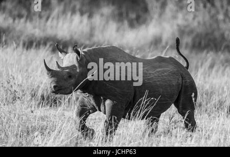 Rinoceronte nella savana, in Kenya. Parco nazionale. Africa. Foto Stock
