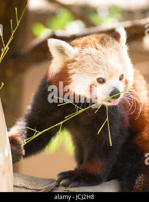 Un captive panda rosso si siede nel suo albero preferito mangiare ramoscelli e le succursali Foto Stock