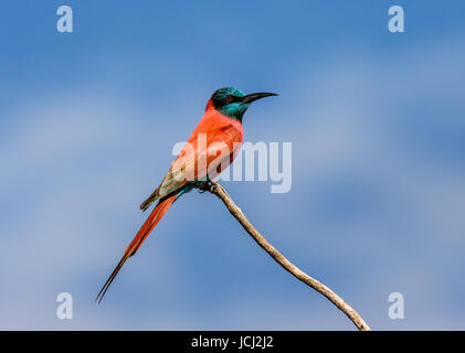 Carmine Bee-Eater siede su un ramo contro un cielo blu. Africa. Uganda. Foto Stock