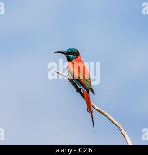 Carmine Bee-Eater siede su un ramo contro un cielo blu. Africa. Uganda. Foto Stock