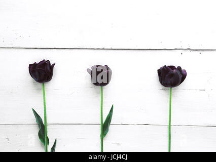 Tre viola scuro tulipani su un di legno bianco sullo sfondo della scheda. Foto Stock