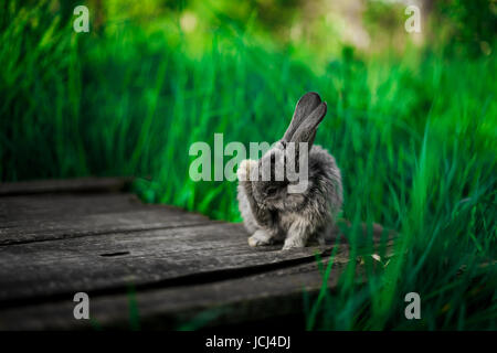 Un piccolo grigio bunny è seduto su una trave di legno in giardino, contro lo sfondo di erba. Foto Stock