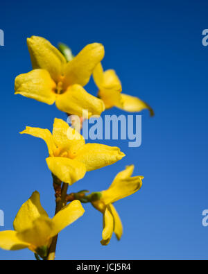Coltivazione di fiori, molla arbusto a fioritura Foto Stock